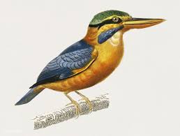 Public Domain Rufous Collared Kingfisher Martin Chasseur Trapu Illustrated By Charles Dessalines D Orbig Vintage Illustration Ancient Animals Illustration