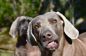 Save 50% on pet prescription medication from pet drugs online. Did You Know You Can Order Repeat Pet Prescriptions 24 Hours A Day