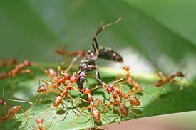 Army Ants Go Marching Until Ants Types Of Ants Life Form