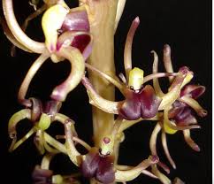 Image result for Liparis tridens