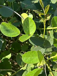 Image result for Canavalia