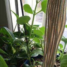 Image result for Coleus amboinicus