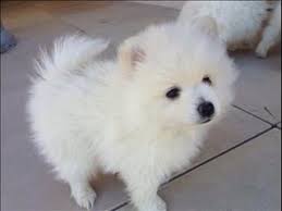 Pomeranian Black American Eskimo Dog Japanese Spitz X Pomeranian Japanese Spitz American Eskimo Puppy American Eskimo