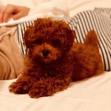 dog secrets the fastest way to your dream poodle poodle poodle toy pudel pudel nahanleitung