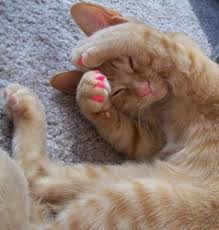 Though the cost of declawing a cat may be less than replacing your couch, many vets suggest first trying to train cats to claw only designated scratching declawing a cat has become increasingly controversial, with some animal advocates decrying the practice as the cruel and unnecessary partial. Declaw Dilemma Some Veterinarians Refusing To Declaw Cats Ctv News