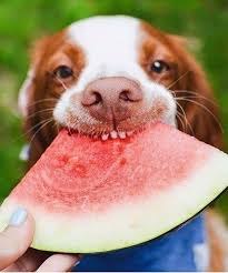 10 Summer Super Food for Dogs