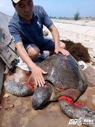 Vích biển quý hiếm nặng 40kg bị thương dạt vào cửa sông ở Nam Định