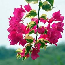 We did not find results for: Buy Bougainvillea Variegated Plant Online India At Plantsguru Com