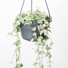 Image result for Ceropegia gracilior