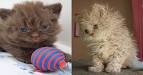 What To Know About The Poodle Cat - Simplemost