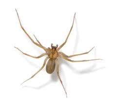 The Difference Between House Spiders Brown Recluses Brown Recluse Brown Recluse Spider Recluse Spider