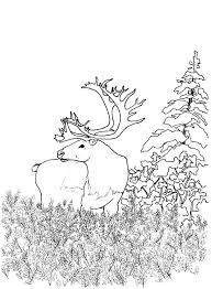 Here is a beautiful collection of tiger coloring sheets in their realistic and humorous form. Forest Coloring Pages Best Coloring Pages For Kids