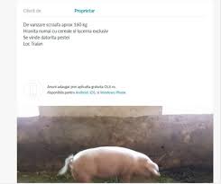 Vreau să primesc oferte timp de: Cum Se Plimba Porcii Prin Tara In Plina Epidemie De Pesta Se Vand Pe Internet Chiar De Langa Focar Si Nimeni Nu Verifica Transporturile