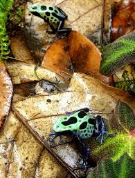 Image result for Sarcophyte piriei