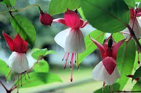 Free Image On Pixabay Fuchsia Flower Plant Red White Beautiful Flowers Images Fuchsia Plant Amazing Flowers