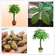 1pcs Bag Pachira Seeds Pachira Macrocarpa Money Tree Plant Bonsai Seeds Tree Seeds Diy For Home Garden Money Tree Plant Bonsai Seeds Tree Seeds