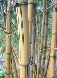 Image result for Bambusa vulgaris