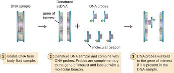 Label the bases that are not already labeled 13.on the following page, color the dna structure. Visualizing And Characterizing Dna Rna And Protein Microbiology