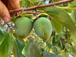 Image result for Ebenaceae