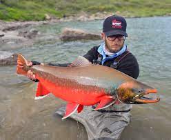 The Biggest Arctic Char On The Planet Flylords Mag