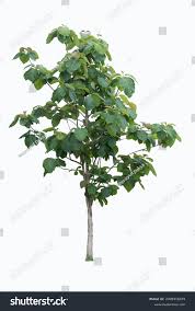 Image result for Tectona grandis