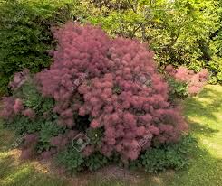 Smoke tree or smoke bush grows relatively slowly to a height of 10 or 15 feet and 10 feet wide. European Smoketree Cotinus Coggygria Known As Rhus Cotinus Stock Photo Picture And Royalty Free Image Image 104189761