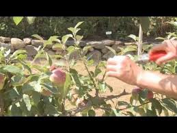 Eating food that has been produced from your own home can be a very satisfying experience. Pruning An Espalier Apple Youtube