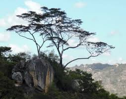 Image result for Brachystegia glaucescens