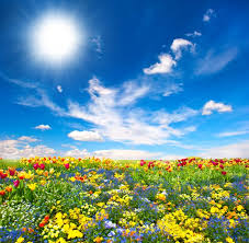 Beautiful flower field ultra hd desktop background wallpaper for. 730 176 Field Of Flowers Stock Photos Images Download Field Of Flowers Pictures On Depositphotos