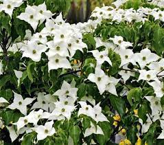 Common names include kousa, kousa dogwood, chinese dogwood, korean dogwood, and japanese dogwood. Cornus Kousa Var Chinensis Milky Way Kousa Dogwood From White Flower Farm White Flower Farm White Flowers Dogwood Trees