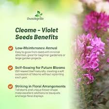 Image result for Cleome schimperi