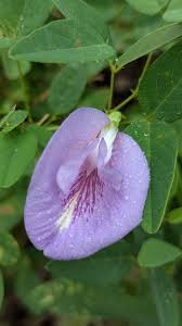 Image result for Clitoria