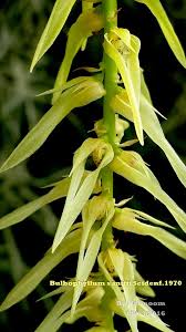 Image result for Bulbophyllum burttii