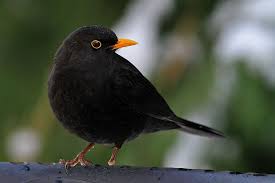 Black Bird With Black Beak Uk Turdus Merula Black Bird Wildlife Photography Beautiful Birds