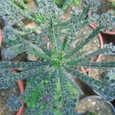 Kalanchoe Delagoensis Chandelier Plant Mother Of Thousands Mother Of Millions World Of Succulents Plants Ornamental Plants Succulents