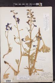 Image result for Galium scabrellum