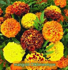 Proses penggabungan lelehan lilin dengan bunga tahi ayam yang dihaluskan dalam ratio yang lebih besar dapat memperlambat proses pembekuan lilin sehingga menjadi tidak efektif. Biji Benih Marigold Bunga Kebun Kecil Tepi Rumah Facebook
