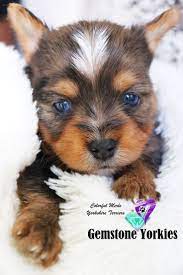 Pin On Yorkies
