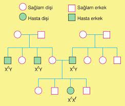 Soy Agaci 10 Sinif Biyoloji