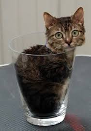 Smallest Animals I Will Have One Of Each Thank You Small Pets Cats Animals