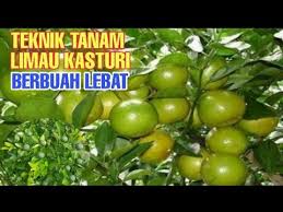 Ni je simple tips yang boleh kongsi untuk penanaman pokok tomato cara anak dara malas tapi berjaya makan hasil. Teknik Tanam Limau Kasturi Berbuah Lebat Youtube