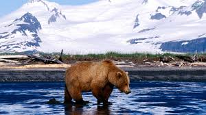 May 06, 2021 · the first bp was fantastic; Bear Wallpapers Group 76