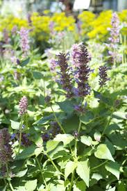 Image result for Nepeta