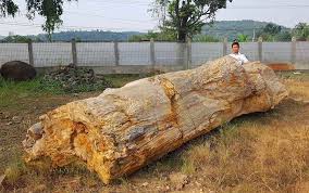 Petrified Wood Log Di 2020