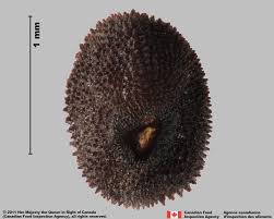 Image result for Silene abyssinica