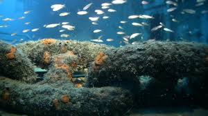 10 years later, oriskany reef an