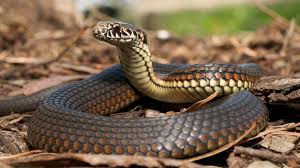 How do you keep garden snakes out of your yard? How To Remove Snakes From Your Property