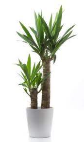 Indoor palm trees pictures of house plants. 16 Indoor Palms Ideas In 2021 Indoor Palms Indoor Palm Trees Plants