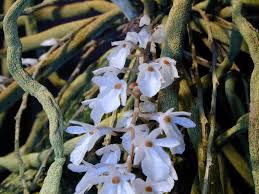 Image result for Microcoelia globulosa