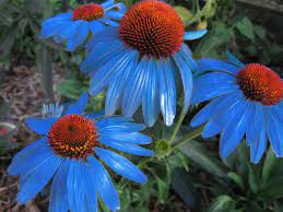 Echinaceas Cubit Buy This Echinacea Blueberry Pie Flower Seeds Beautiful Flowers Echinacea